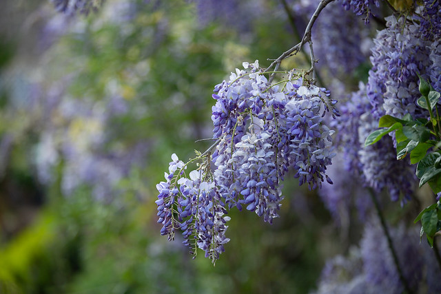 Wisteria in May
