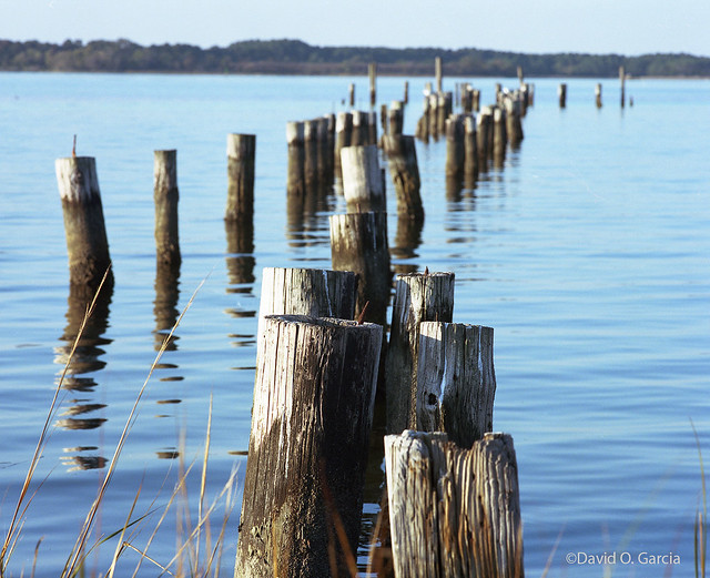 Pilings on the Back River