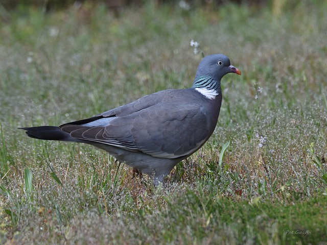 Pigeon ramier Columba palumbus - Common Wood Pigeon