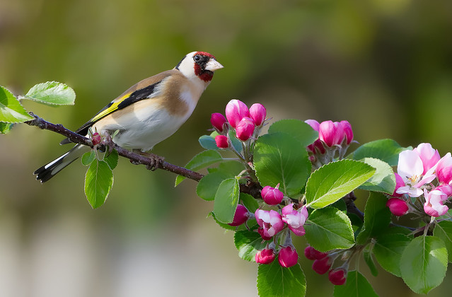 Goldfinch In the Apple Tree