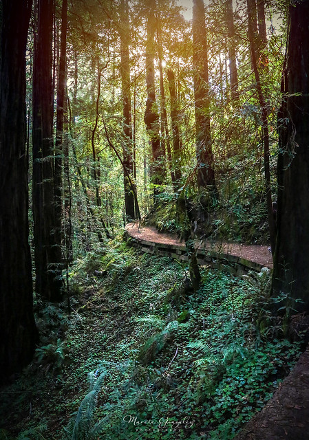 Muir Woods National Monument, Mill Valley 10.5.18 4
