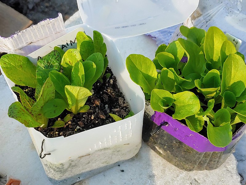 Freckles Romaine & Butterhead Lettuce, Winter sown