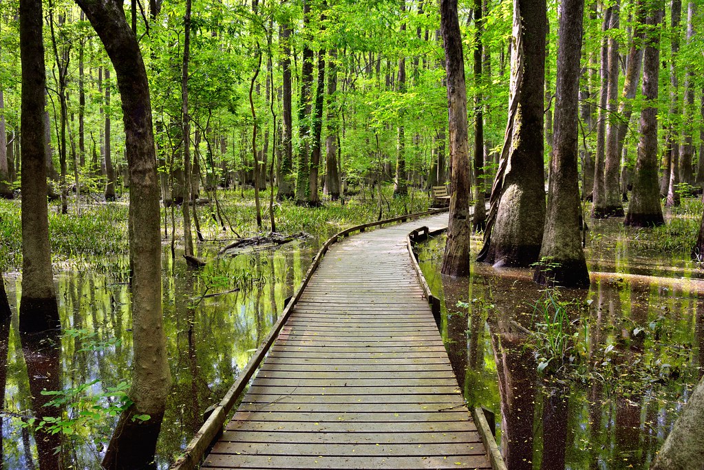 It Only Takes a Moment or Step to Start the Story We Call Life… (Congaree National Park)