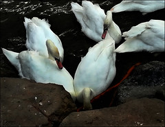 Swans at Holyrood Park