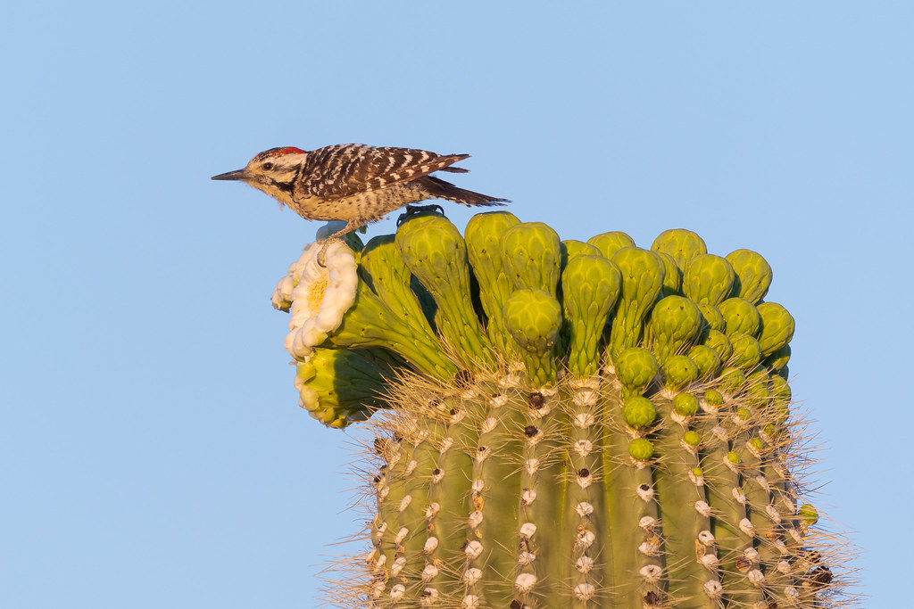 A male ladder-backed woodpecker perches atop a saguaro blossom on the Chuckwagon Trail in McDowell Sonoran Preserve in Scottsdale, Arizona in May 2020