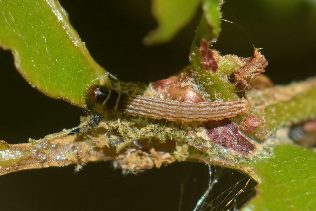 Moth caterpillar on an oak leaf - genus Chionodes, Gelechiidae