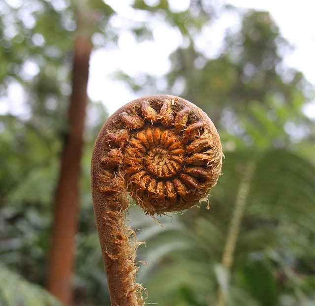 Spiral Plant