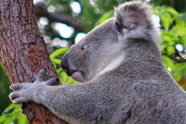 Koala on Tree, Magnetic Island