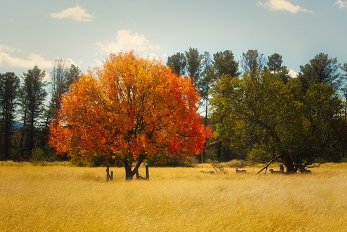 Donald Trump Tree | by ericgibson6