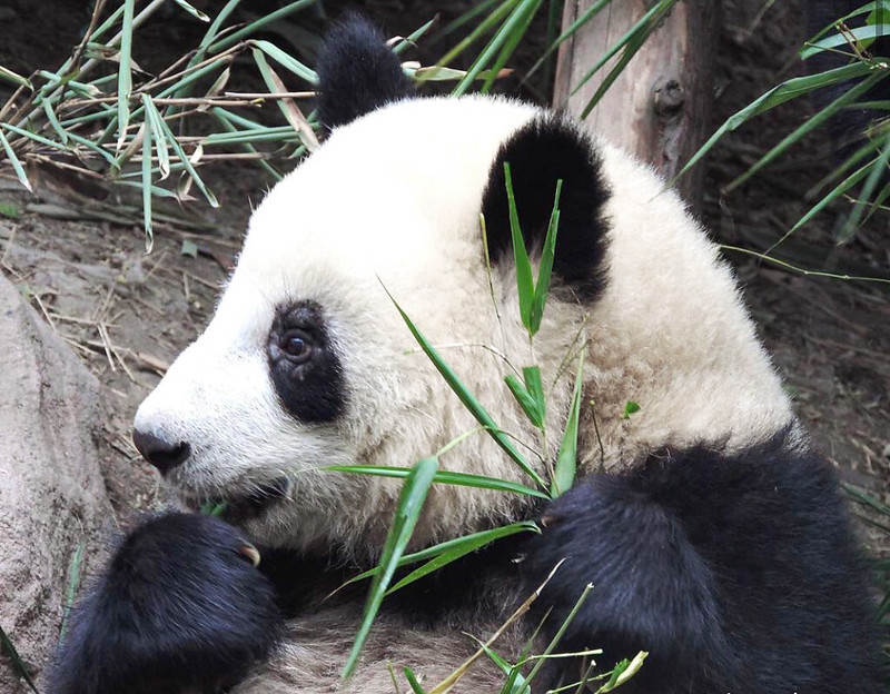 Panda Chengdu 1