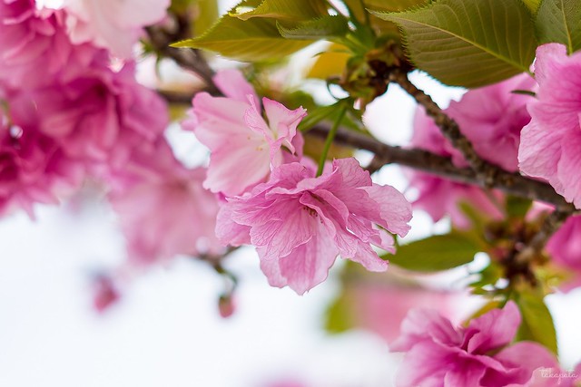 Japanese flowering cherry