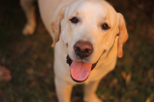 Labrador retriever | by babs santos