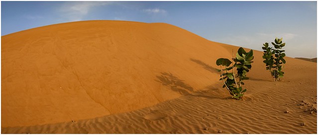 Mauritania Desert ..008