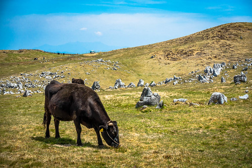 shikokukarst shikoku karst landscape cow cattle ehime kochi japan mountain sony rx100m3