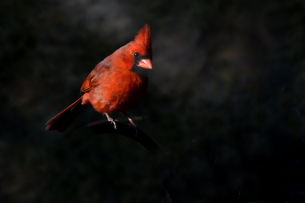 Sunset Cardinal