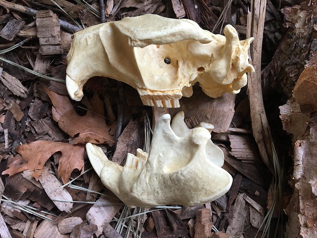 What Lies Beneath - Skull Identification Part II - State Parks Blogs
