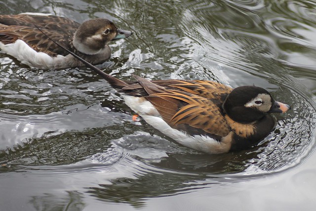 Long-tailed duck / Oldsquaw (Clangula hyemalis)