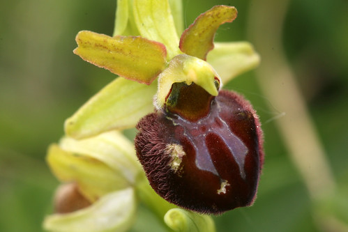 Early Spider Orchid Ophrys sphegodes