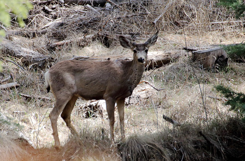 Mule Deer -- Female (Odocoileus hemionus); FR 106, Santa F… | Flickr