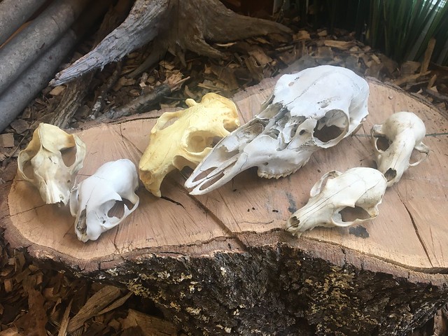 Side view of skulls