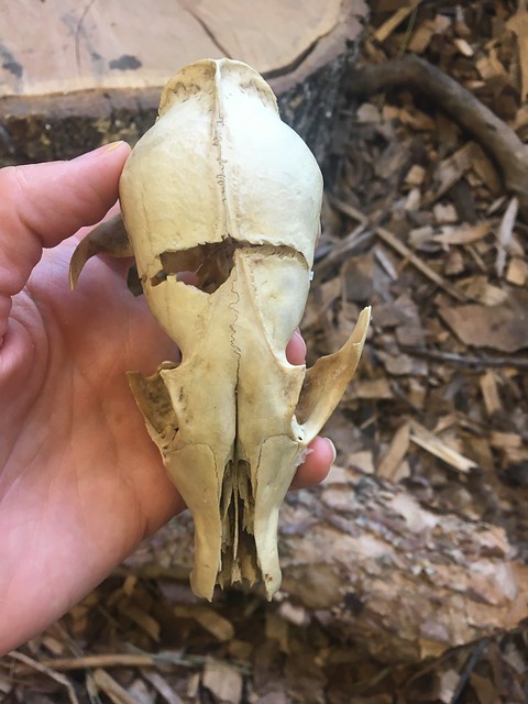 What Lies Beneath - Skull Identification Part I - State Parks Blogs