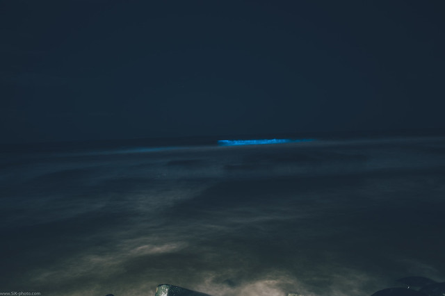 bioluminescent wave.