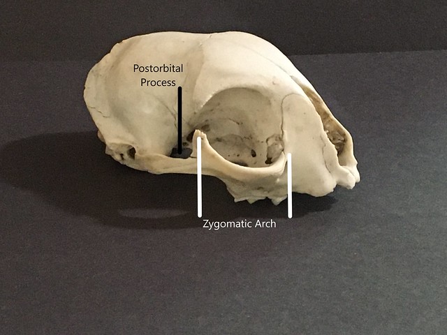 What Lies Beneath - Skull Identification Part I