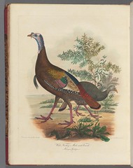 color illustration of a turkey