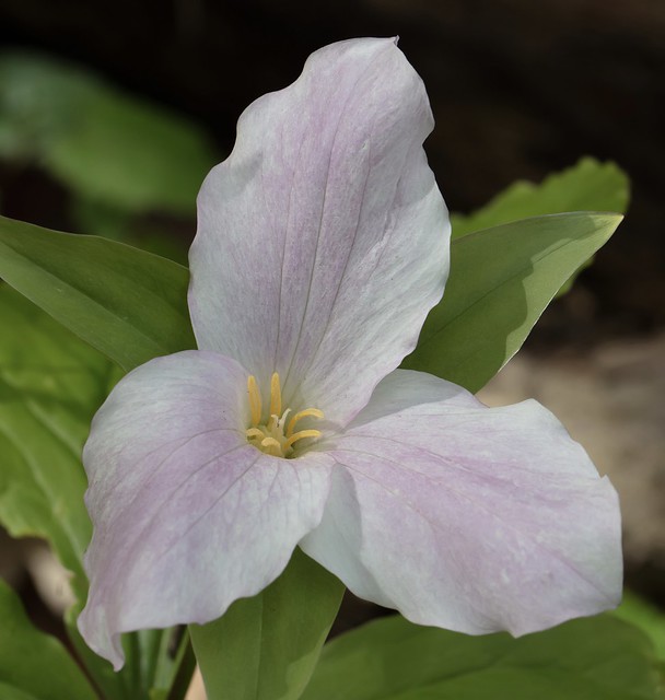 Trillium growing wild by the river