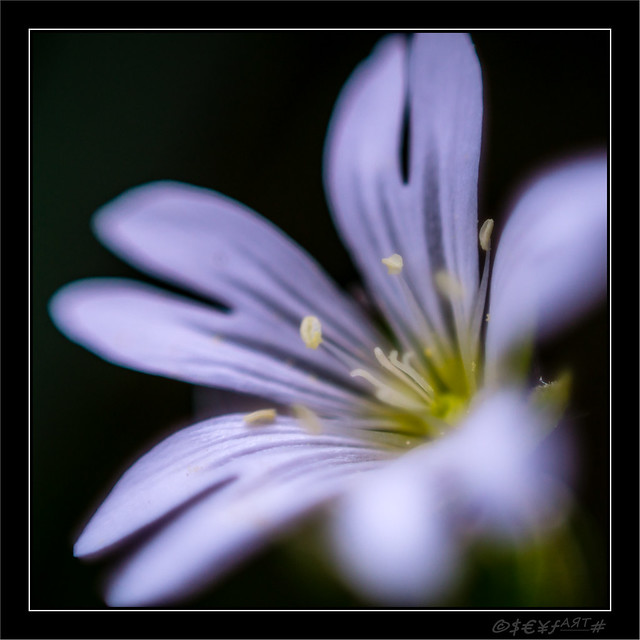 Sternmiere (Stellaria) // Blüten am Feldrand
