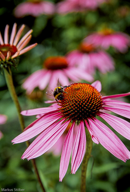 Bumblebee in summer