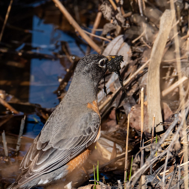 American Robin gathering nest material