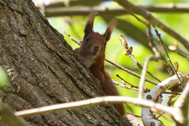 Egern (Eurasian Red Squirrel / Sciurus vulgaris)