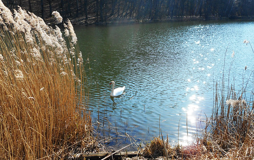 swan lake spring landscape reed ngc npc