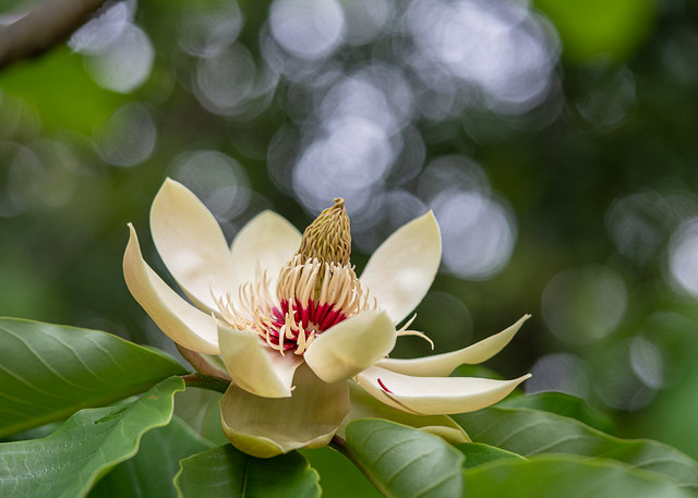 Magnolia obovata（ホオノキ）