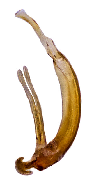 Ochthebius striatus (Castelnau, 1840) Genital