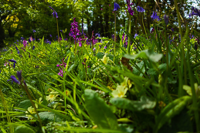 Spring flowers, Devon - April 2020
