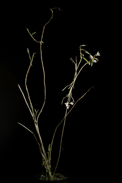 Dendrobium batakense J.J.Sm., Bull. Jard. Bot. Buitenzorg, sér. 3, 5: 90 (1922)