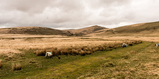 Taw Marsh, Dartmoor National Park