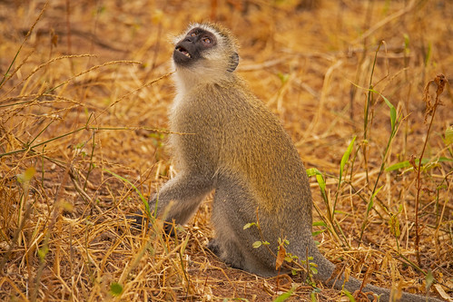 lake manyara national park tanzania andreapucci monkey safari africa wildlife