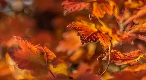 autumncolour autumninaustralia autumnleaves autumnlight beauty fotf helios44 nikond7200 torquay victoriaaustralia photographybyjen