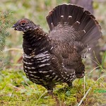 Spruce Grouse, rooster