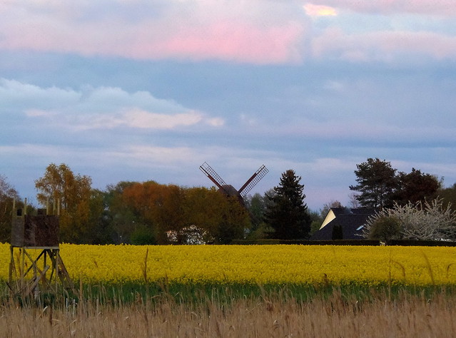 Klassische Landschaft mit Rapsfeld & Mühle