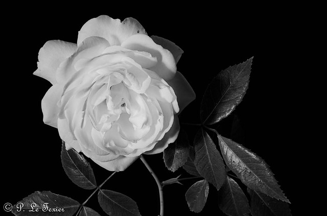 Rose blanche de Corfou (non du jardin)
