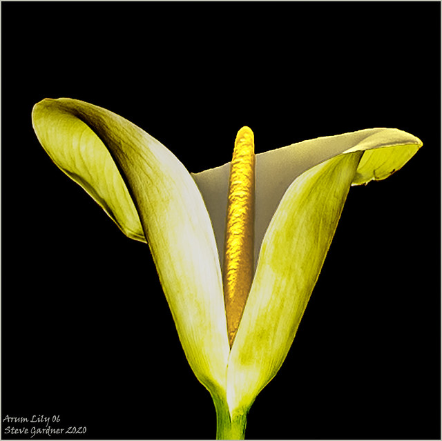 Arum Lily 06C Top