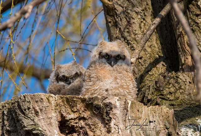 Great Horned Owlets