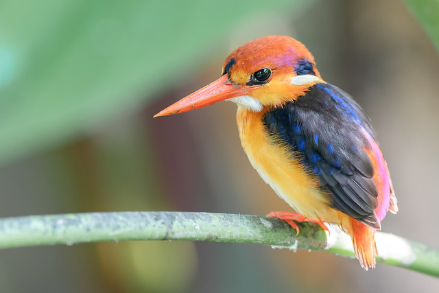 Oriental Dwarf Kingfisher @ GBB-gigapixel-scale-2_00x