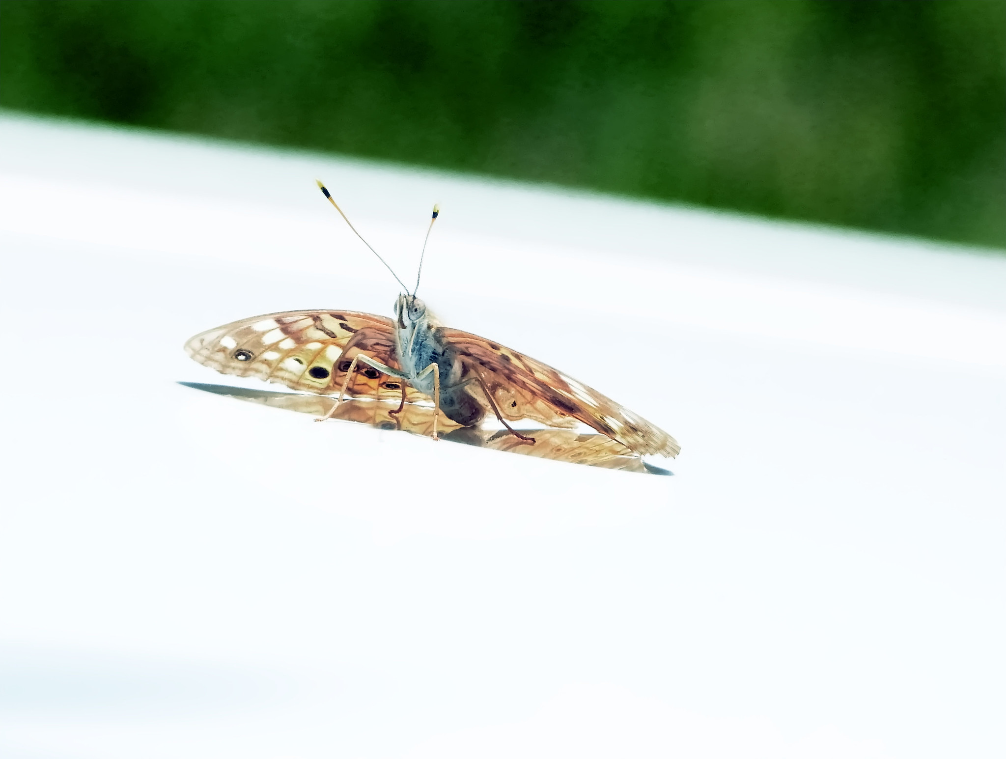 butterfly on the hood, wings spread wide