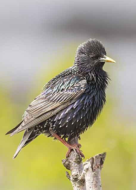 Another one from the garden this afternoon - Starling enjoying a bit of sunshine!