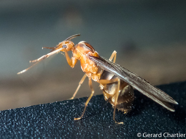 Anoplolepis gracilipes (Yellow Crazy Ant)